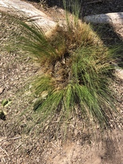 Nassella tenuissima