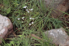 Alepidea