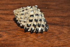Tylothais savignyi