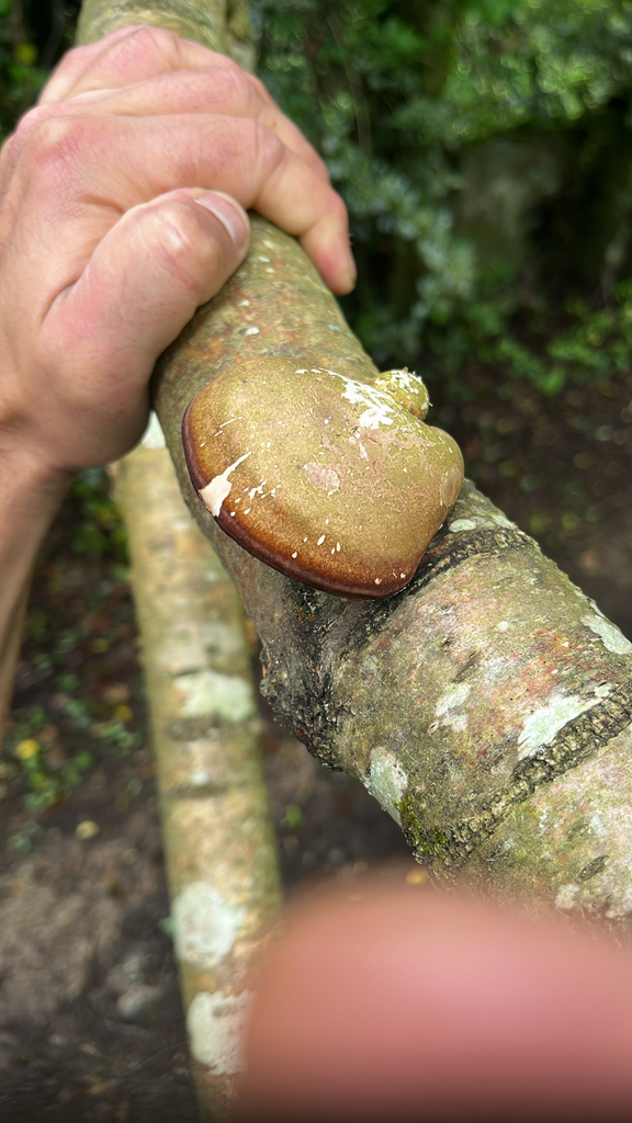 Fomitopsis betulina · May 2026 · photo: © daniel_castanhal (iNaturalist, cc-by)