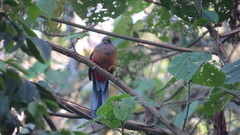 Apaloderma vittatum