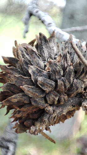 Quercus ithaburensis, photograph 2