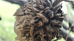 Quercus ithaburensis, photograph author not stated, no rights reserved