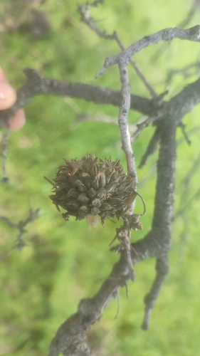 Quercus ithaburensis, photograph 4