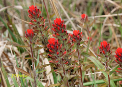 Castilleja arvensis pastorei