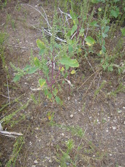 Cyclachaena xanthiifolia