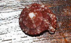 Rochia virgata