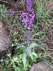 Streptanthus maculatus