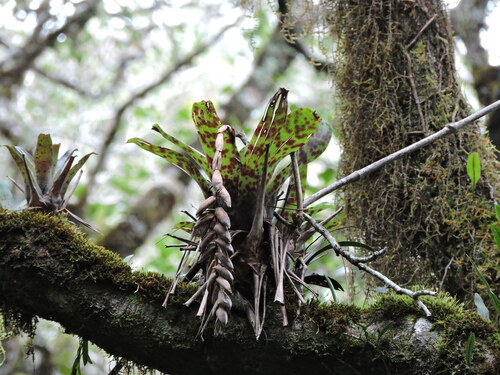 Vriesea guttata, photograph 1