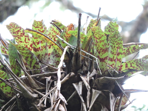 Vriesea guttata, photograph 3