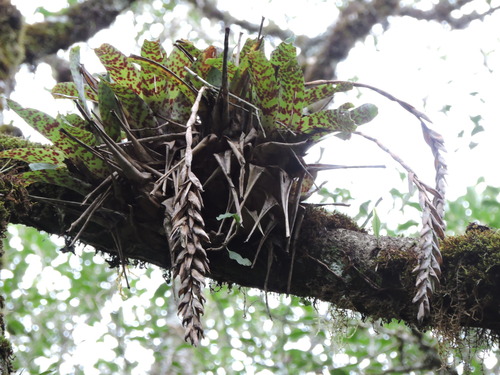 Vriesea guttata, photograph 2