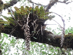 Vriesea guttata, photograph (c) Fabrício Mil Homens Riella, some rights reserved (CC BY)