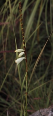 Watsonia watsonioides