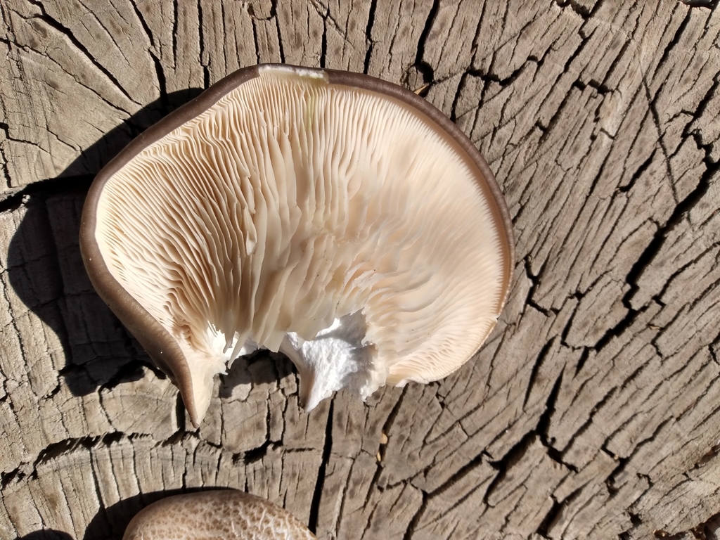 Pleurotus ostreatus · April 2020 · photo: © nicoolejnik (iNaturalist, cc-by)
