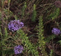 Tetraselago longituba