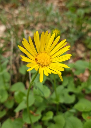 Doronicum columnae, photograph 5