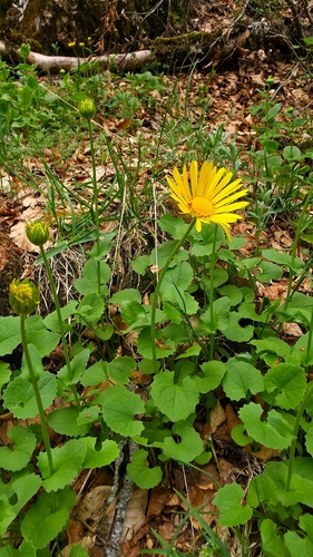 Doronicum columnae, photograph 6