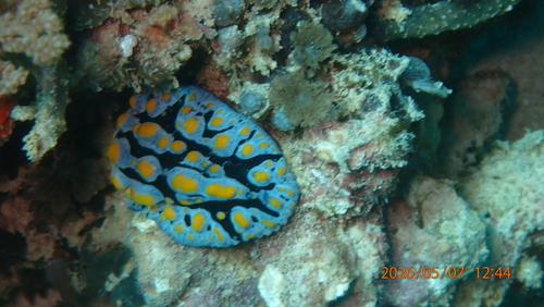 Phyllidia varicosa