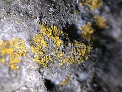 Leproplaca cirrochroa