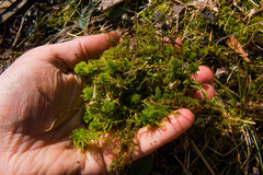 Sphagnum subtile
