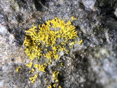 Leproplaca cirrochroa