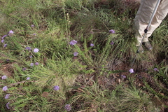 Tetraselago longituba