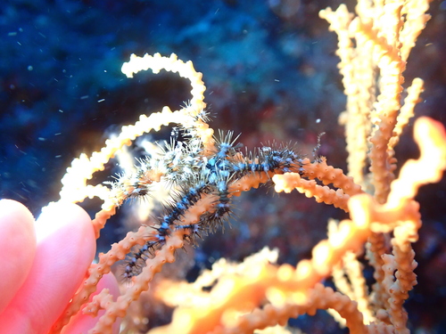 Ophiacantha observed 2026-05-08