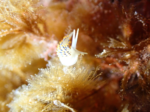 Tenellia caerulea