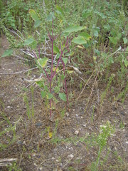 Cyclachaena xanthiifolia