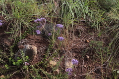 Tetraselago longituba