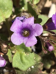 Phacelia pulchella