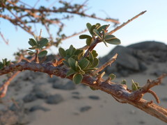Maerua crassifolia
