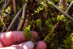 Sphagnum teres