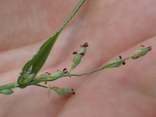 Urochloa piligera observed 2026-04-21
