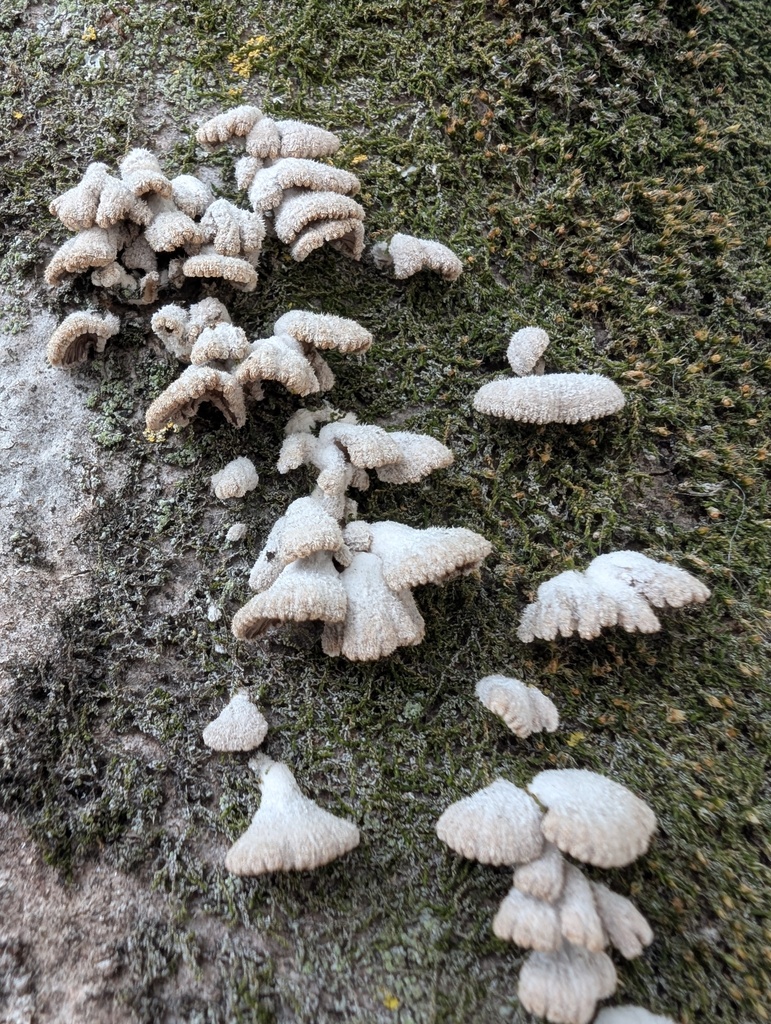Schizophyllum commune · May 2026 · photo: © atsushi_nakajima_cirque (iNaturalist, cc-by)