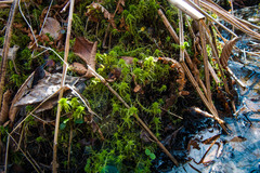 Sphagnum teres