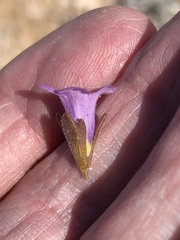 Phacelia pulchella