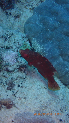 Cheilinus oxycephalus observed 2026-05-07