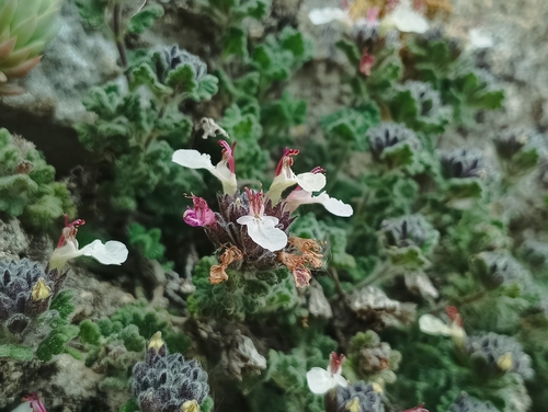Teucrium rotundifolium