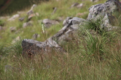 Watsonia watsonioides