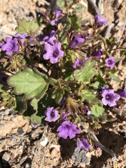 Phacelia pulchella