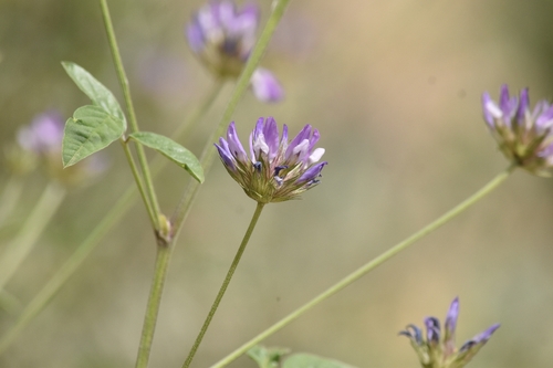arabian pea