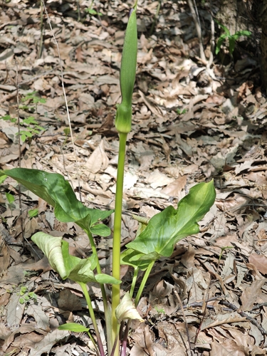 Arum rupicola, photograph 6