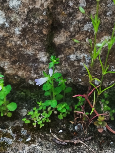 Small Bellflower