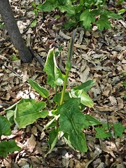 Arum rupicola, photograph (c) Igor Balashov, some rights reserved (CC BY)