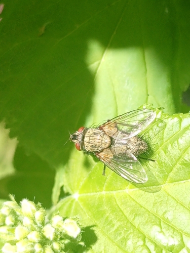 Pexopsis aprica