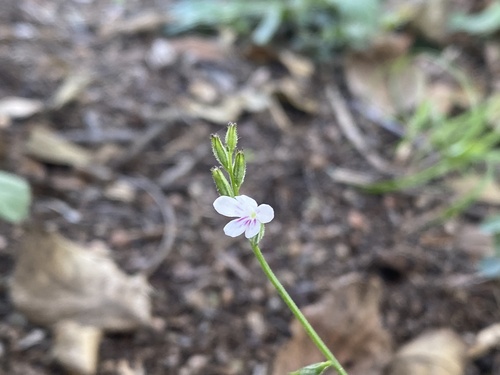 Priva cordifolia observed 2026-05-09
