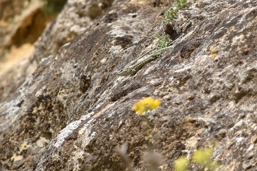 Andalusian wall lizard