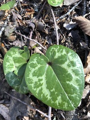 Hexastylis virginica