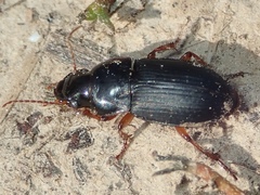 Harpalus